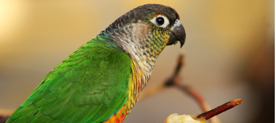 Una grande voliera per uccelli di zolfo nel parco divertimenti