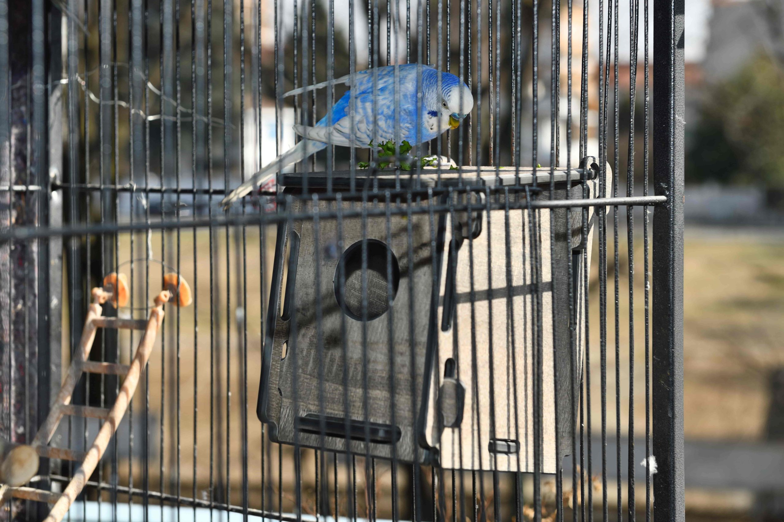 nestQ Nid pour perruches avec copeaux de lit, maison d'élevage en bois pour  oiseaux avec crochets pour cage à oiseaux 19 x 15 cm x 13,5 cm : :  Animalerie