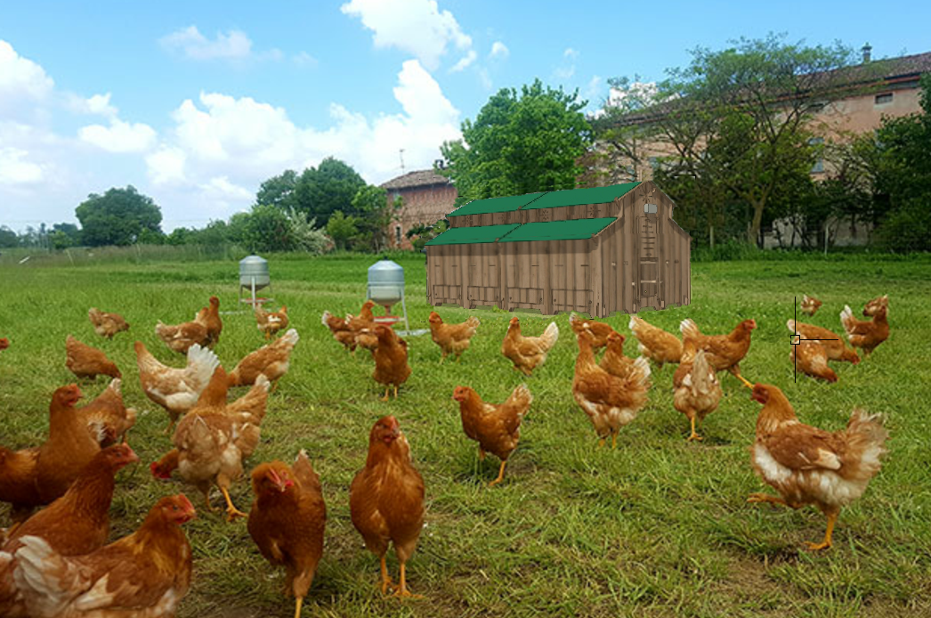 POLLY FARM PLUS Gallinero grande para gallinas camperas 80/100 con 12  perchas 16 nidos elevados - Cucciolotta