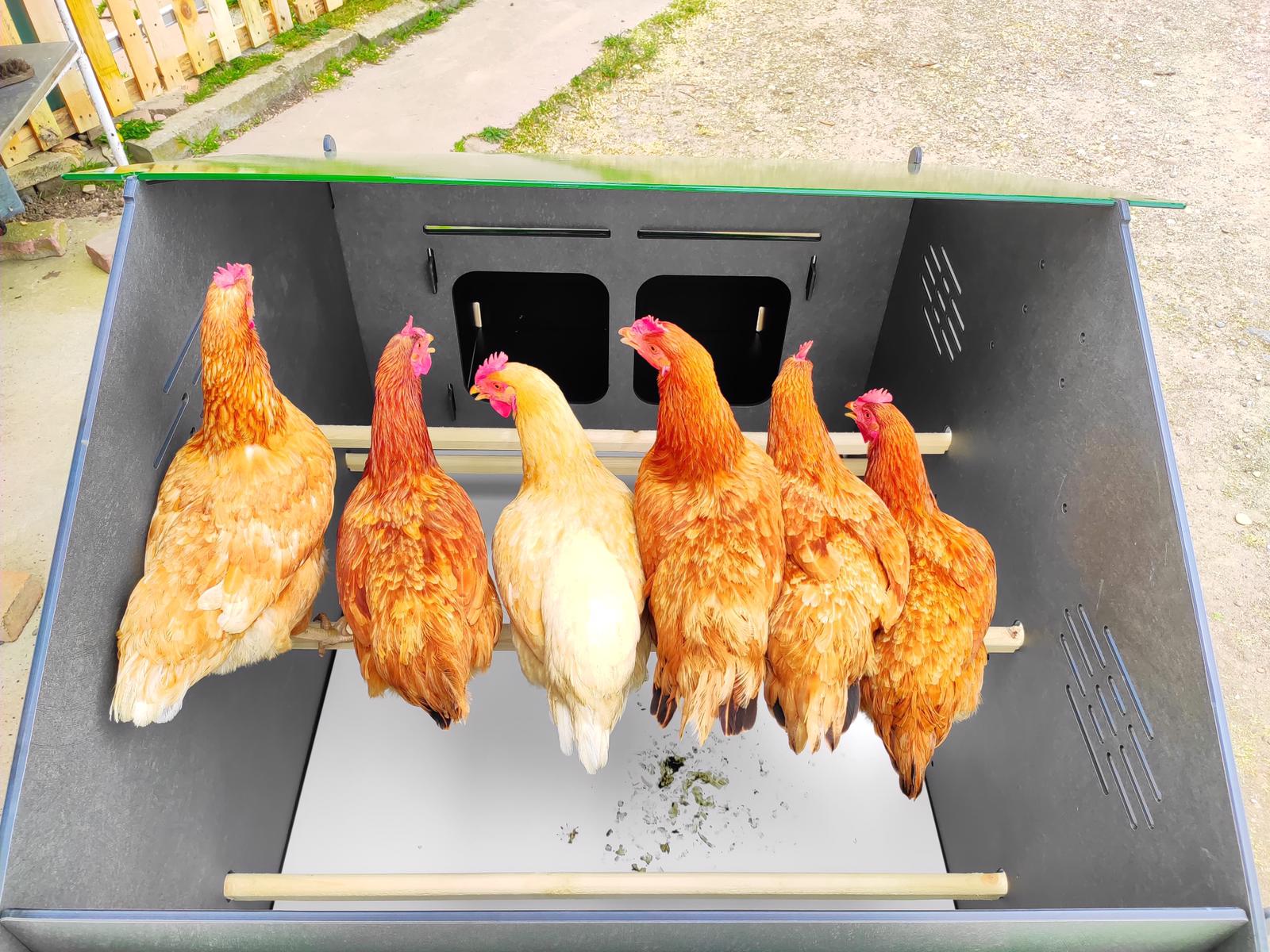 Gallinero para gallinas ponedoras/ornamentales 6/8 con 2 perchas y 3 nidos  internos POLLY FARM 2XL color fin de serie - Cucciolotta