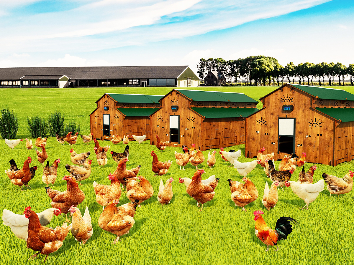 POLLY FARM PLUS Grande Pollaio per 80/ 100 galline allevate in liberta' con  12 posatoi 16 nidi rialzati - Cucciolotta