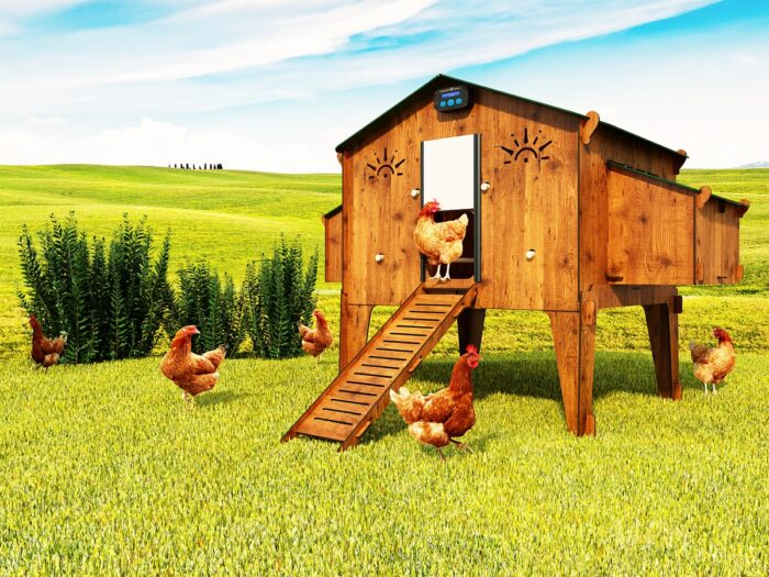 Chicken Coop 4XL Cucciolotta