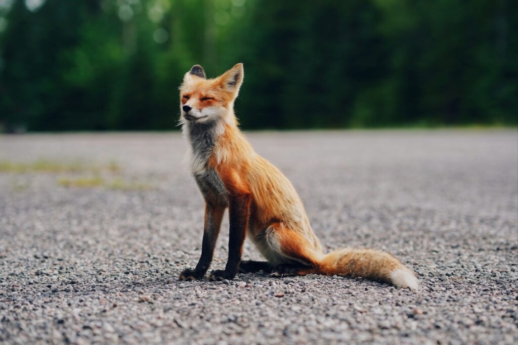 fox