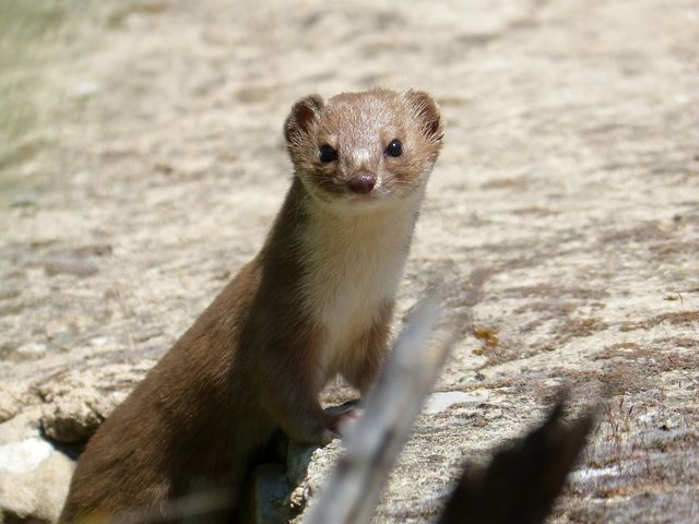 weasel