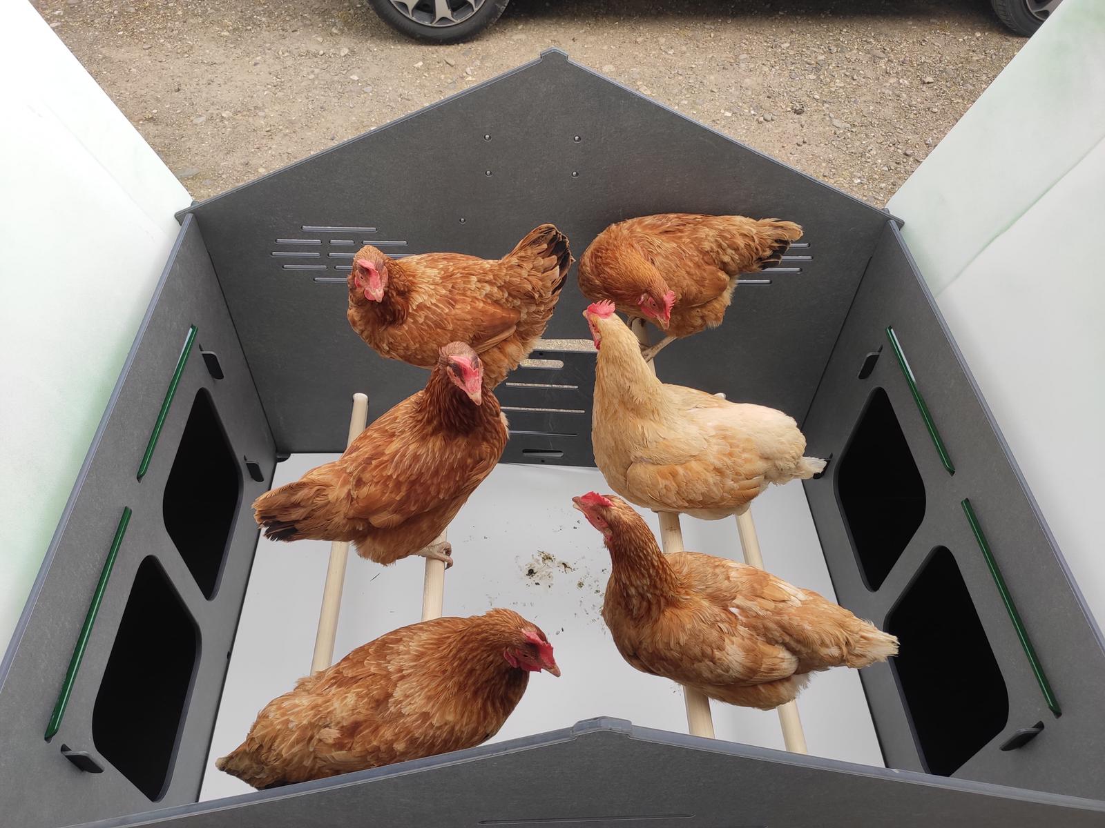 Grande pollaio per 15 / 20 galline ovaiole con 4 nidi esterni 4 posatoi  POLLY CHALET 4XL - Cucciolotta