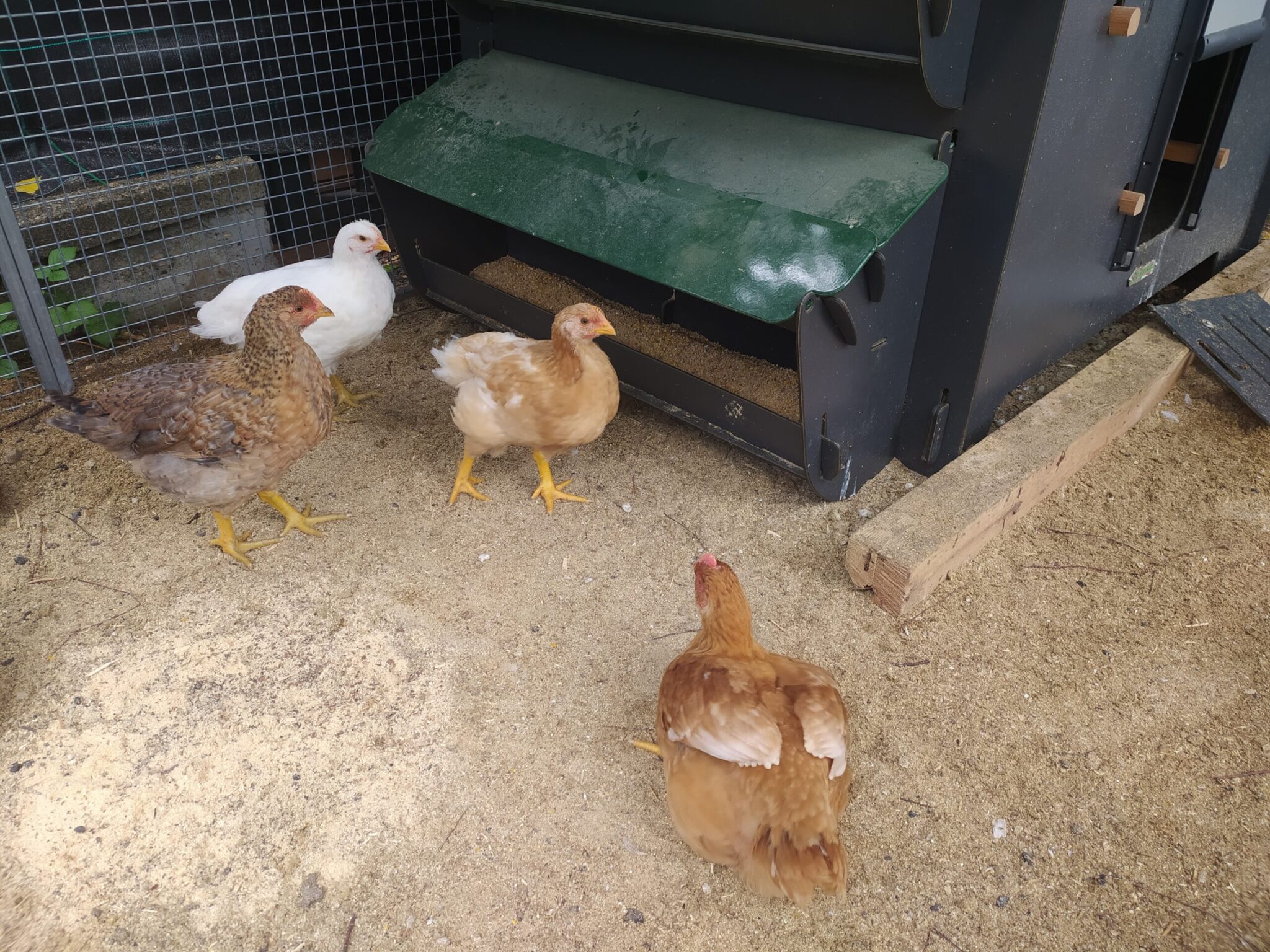 Poulailler Polly Farm Evo 3XL – Pour 15 Poules – 3 Nids, 3 Perchoirs – Fabriqué En Italie