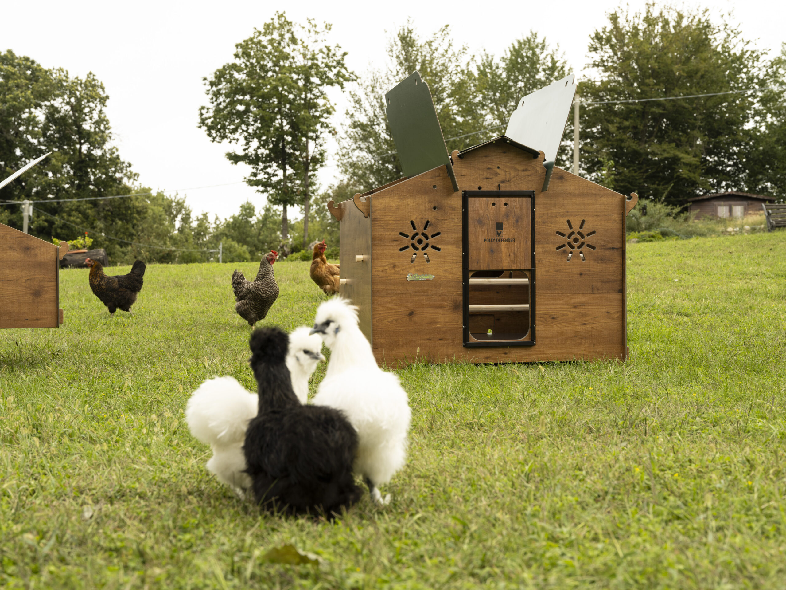 POLLY con galline_23